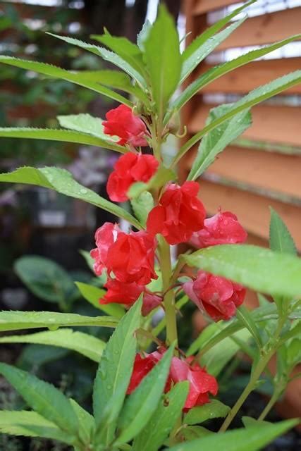 ホウセンカ 摘心|ホウセンカ(鳳仙花)の育て方｜種の植え方や水やりの 